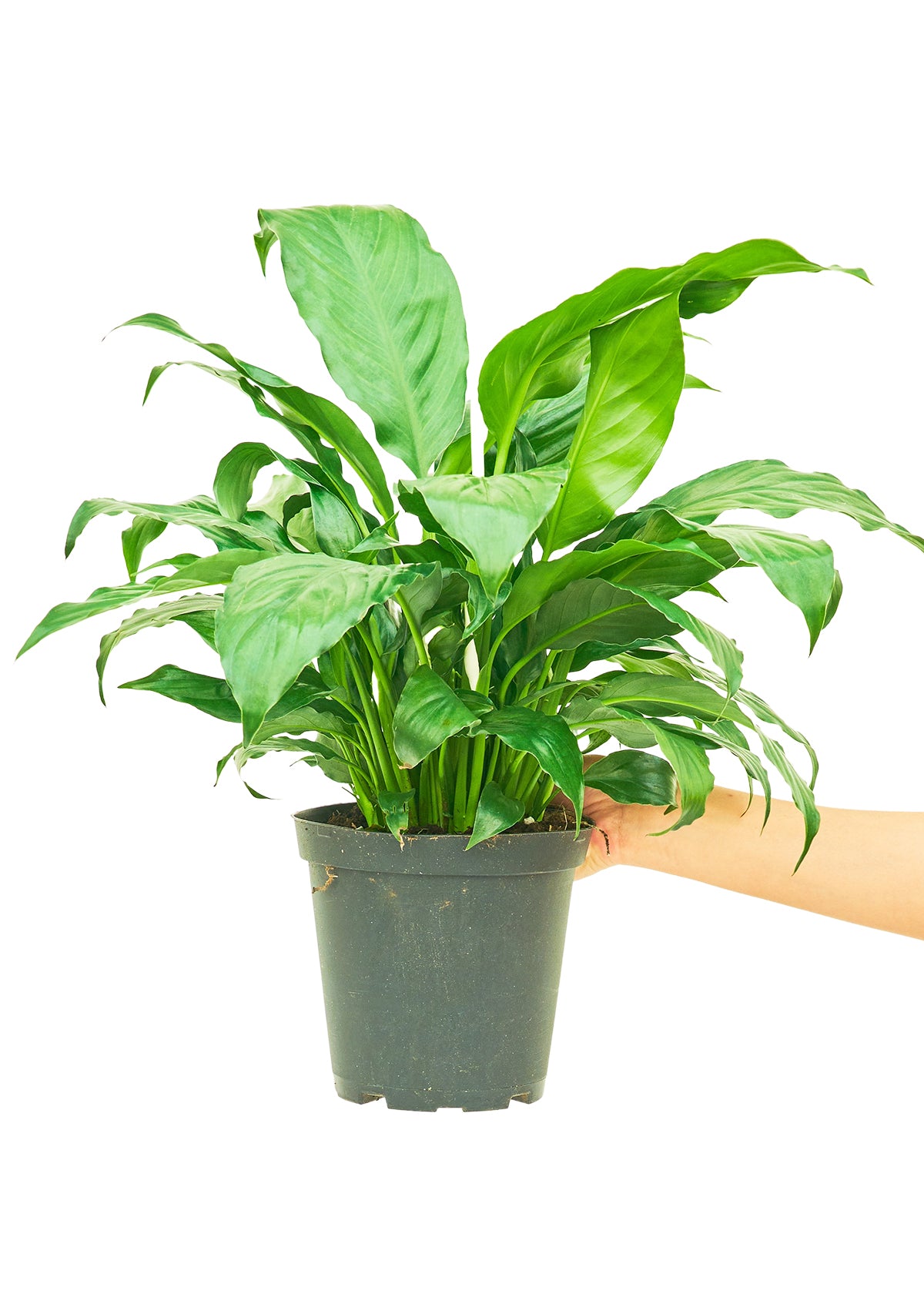 Peace Lily (Medium)  Plant Boxx   