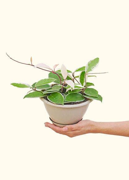 Hoya Krimson Queen Hanging (Medium)  Plant Boxx   
