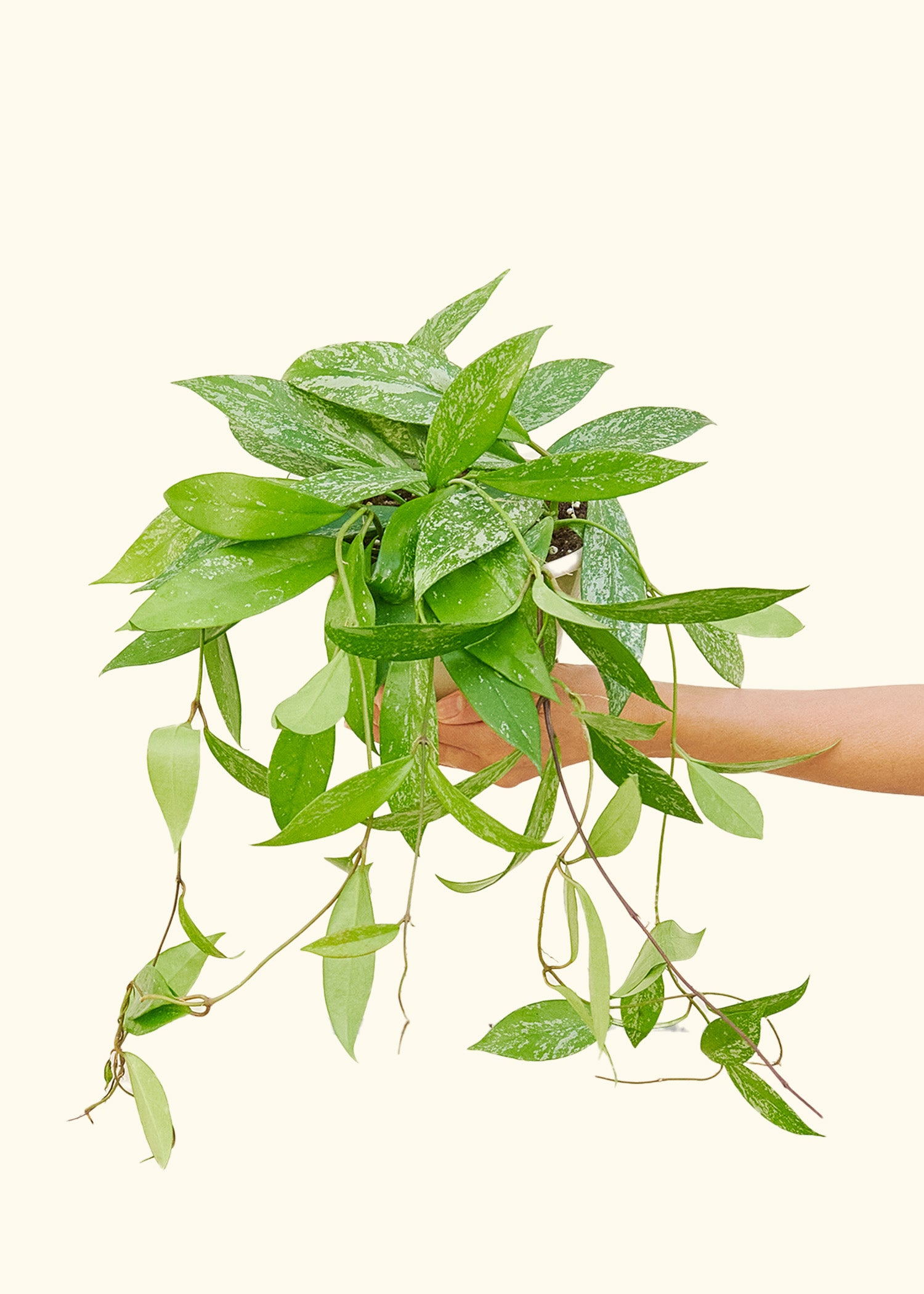 Hoya Silver Splash Hanging (Medium)  Plant Boxx   