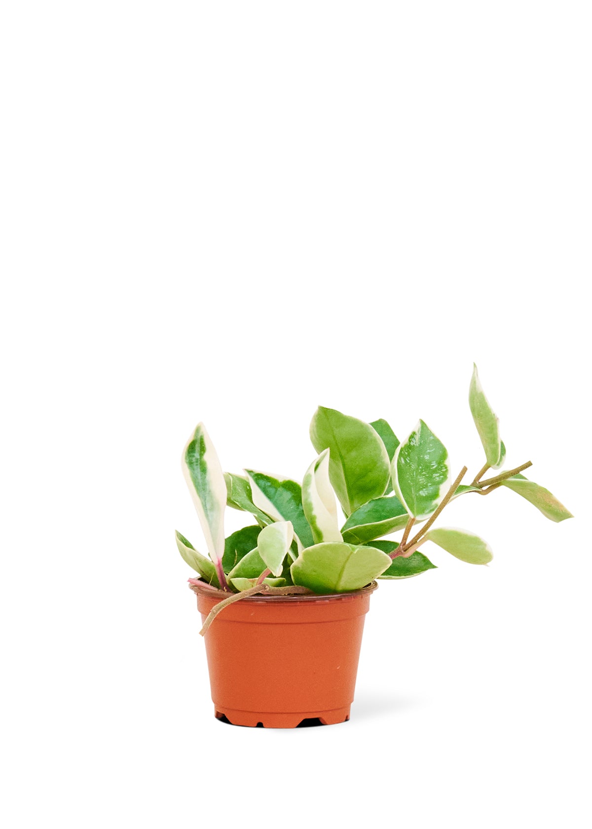 Hoya Krimson Queen (Small)  Plant Boxx   